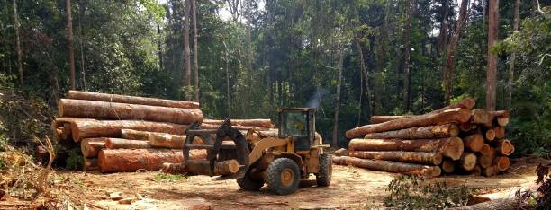 Leaf Removal in Ivey, GA